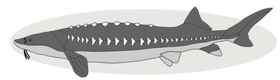 Sturgeon Fish