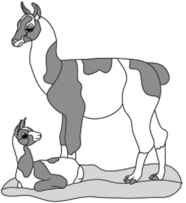 Llama &amp; Baby