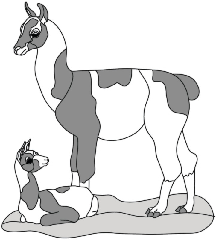 Llama &amp; Baby