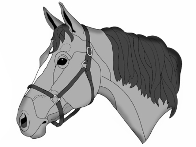 Quarter Horse Head PDF Download