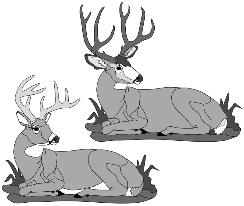 Lying Deer (mule or whitetail) PDF Download