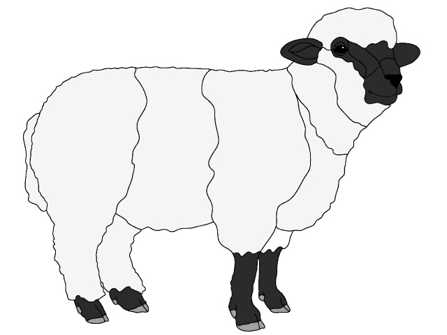 Sheep PDF Download