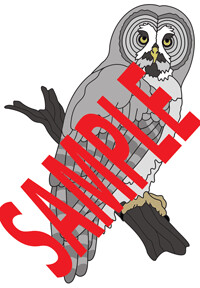 Great Grey Owl PDF Download