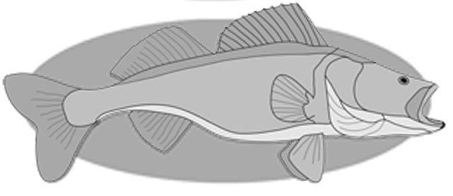 Walleye Fish PDF Download