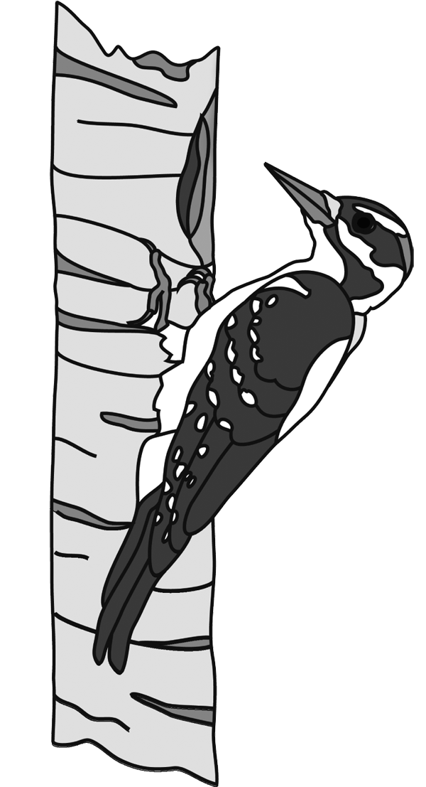 Woodpecker download pdf