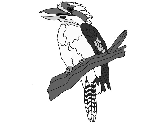 Kookaburra PDF Download