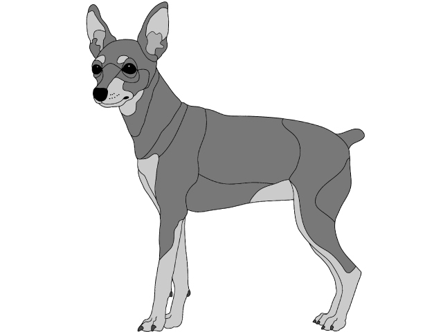 Miniature Pincher Standing PDF Download