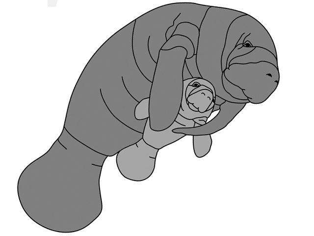 Manatee PDF Download