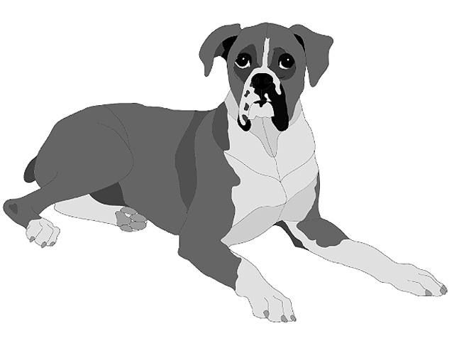 Boxer Lying PDF Download