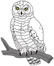 Sitting Snowy Owl PDF Download
