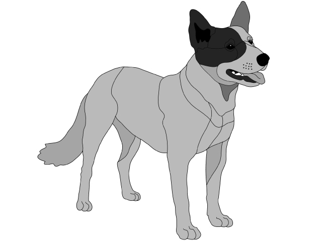 Australian Cattle Dog Standing PDF Download