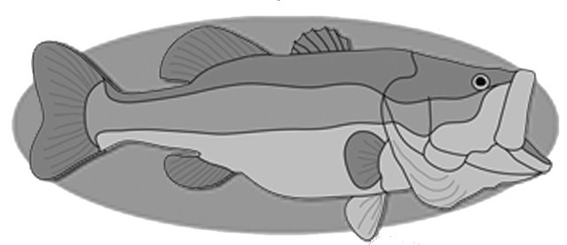 Largemouth Bass Fish PDF Download