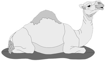 Lying Camel