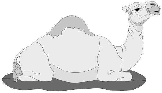 Lying Camel