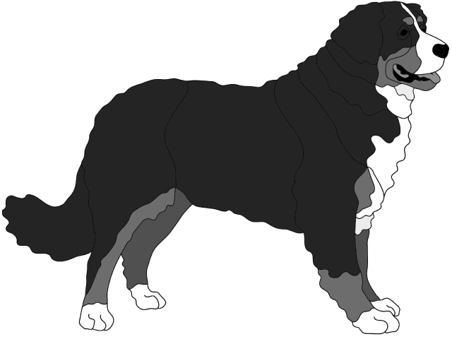 Bernese Mountain Dog Standing PDF Download