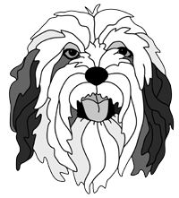 Tibetan Terrier Head PDF Download