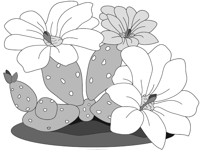 Prickly Pear Cactus PDF Download