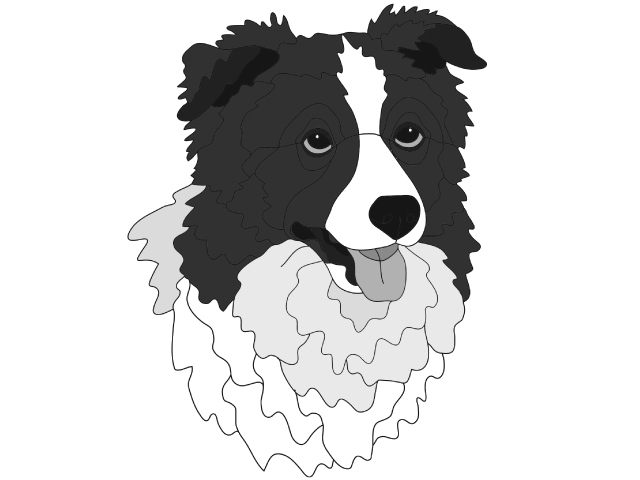 Border Collie Head PDF Download