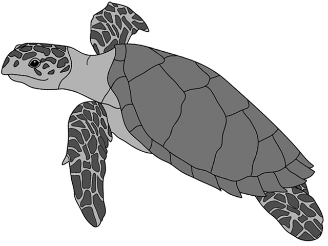 Sea Turtle  PDF Download