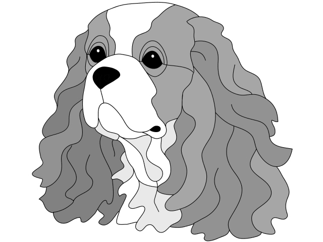 Cavalier King Charles Spaniel  Head PDF Download