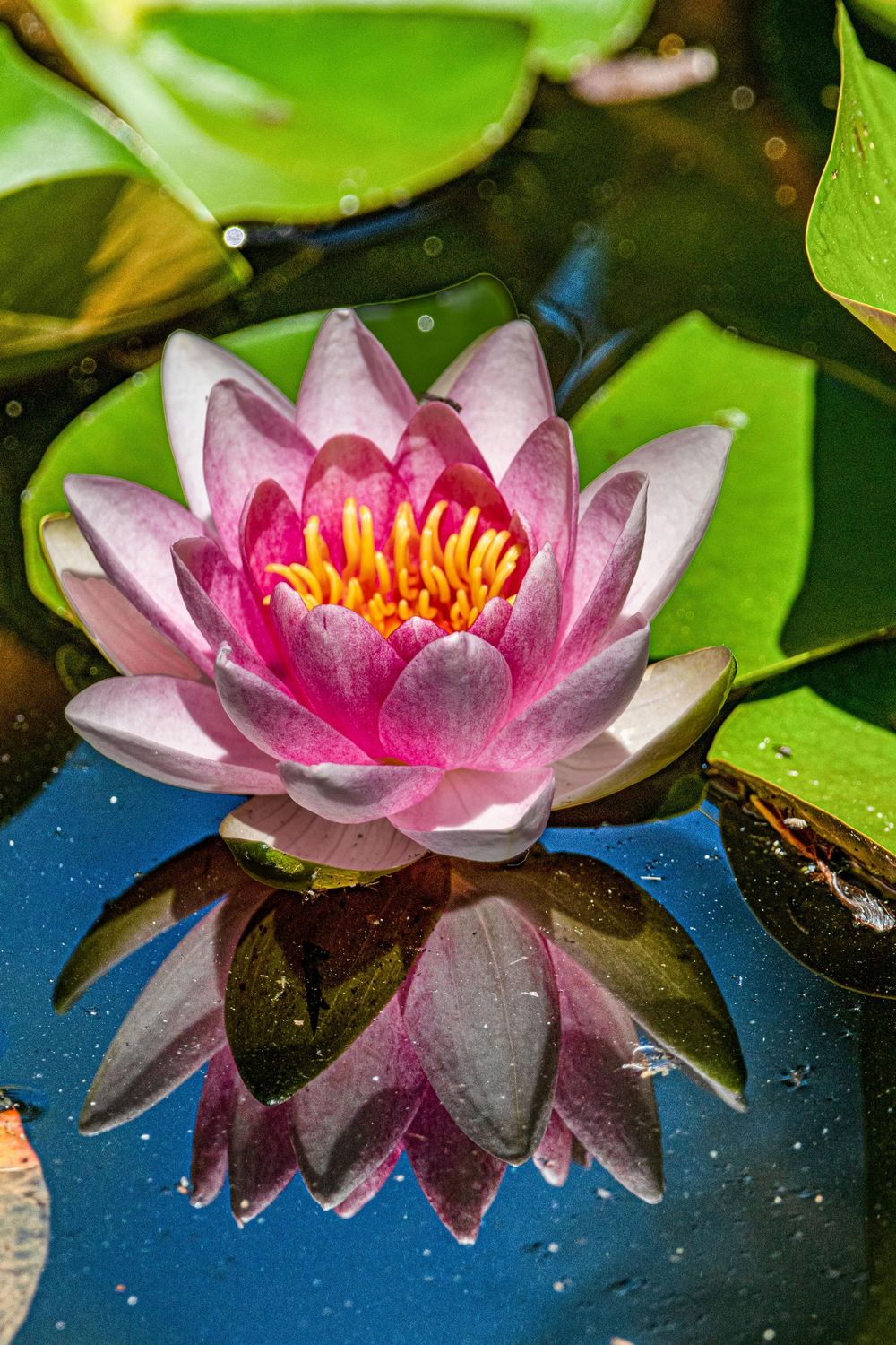 huile fleurs de lotus rose 1 litre