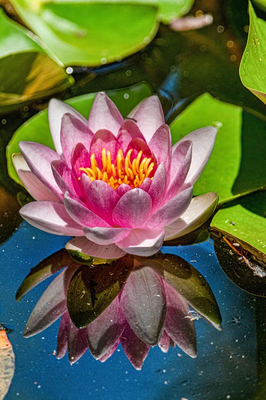 huile fleurs de lotus rose 1 litre