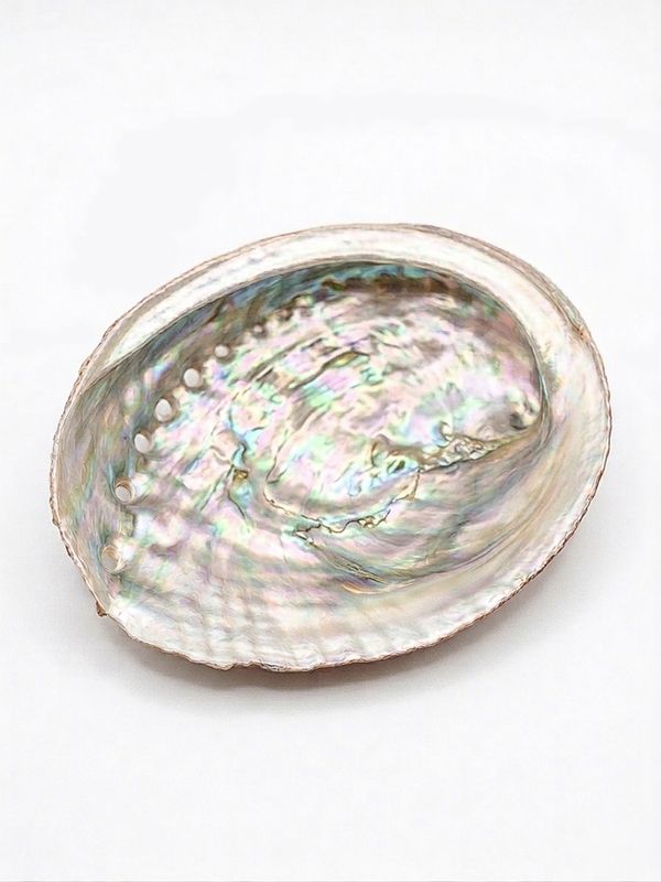 Abalone Shell