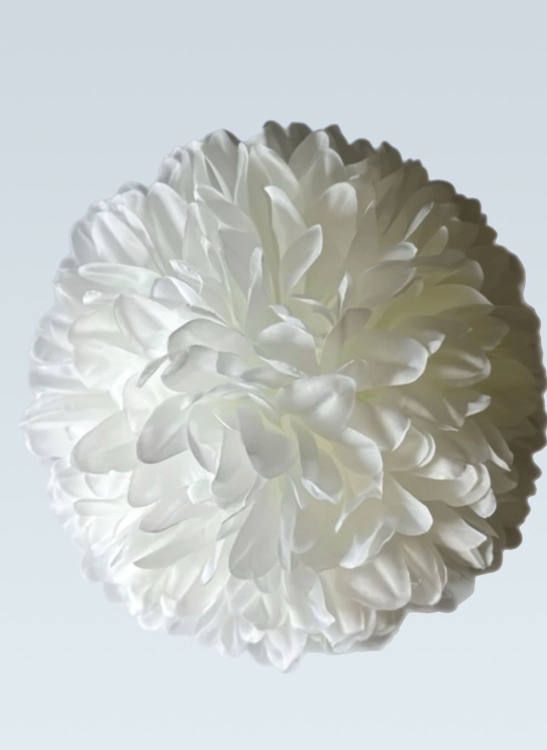 8.5" 21 Layer Mum - Dozen