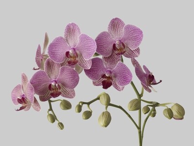 Silk Arrangements Plants