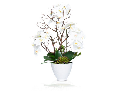 Silk-Lifelike Plant, Orchid, Phal Succulent In White Pot, Arrangement, White & Green
