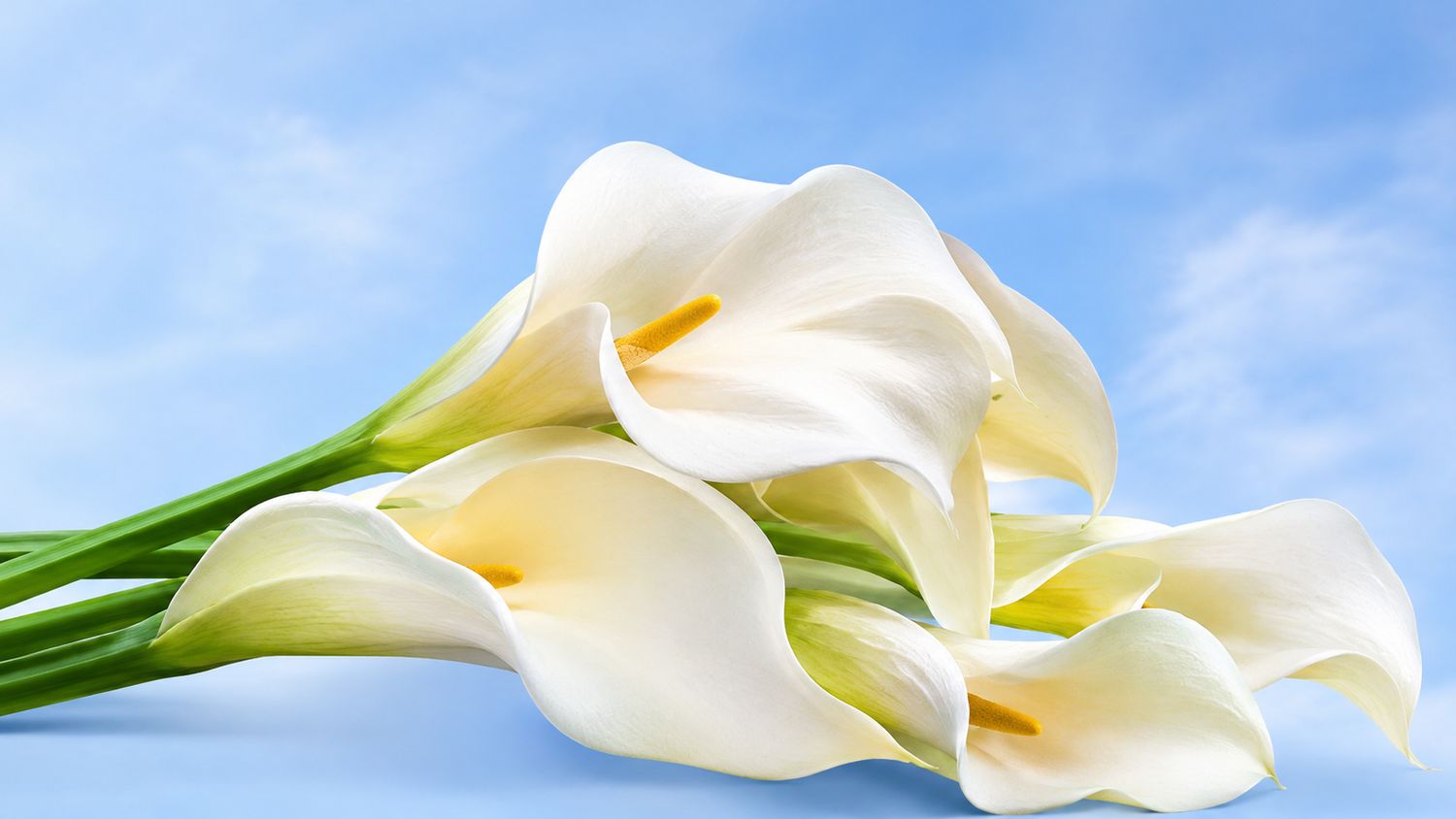 It's Cala Lily