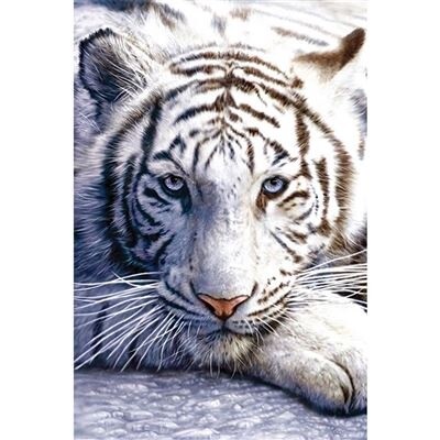 WHITE TIGER MAXI POSTER (S)