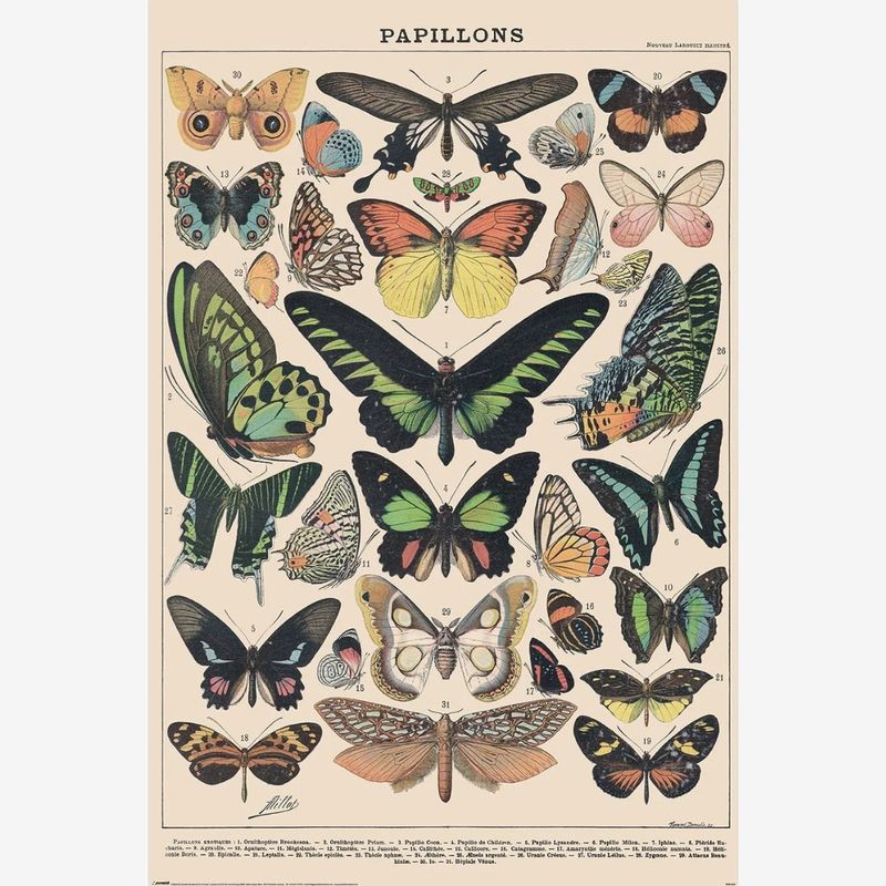 MILLOT PAPILLON MAXI POSTER (A92)