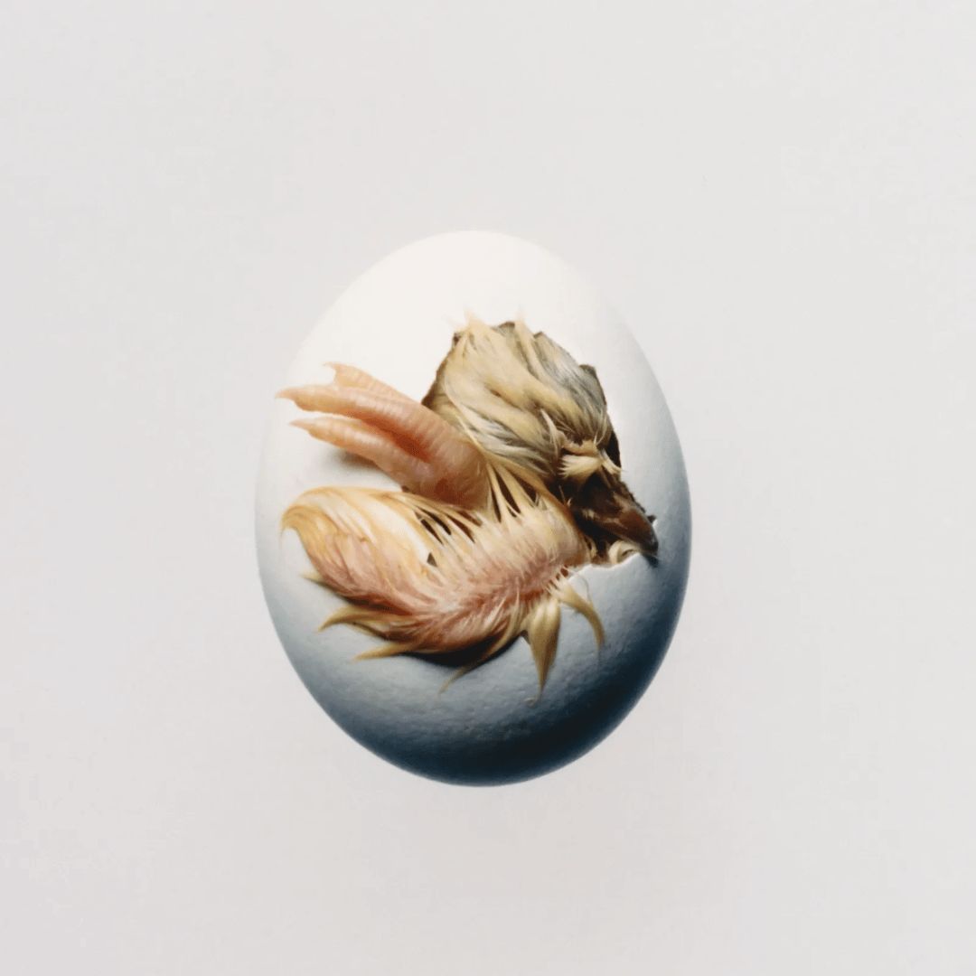Shygirl | SWALLOW! CD