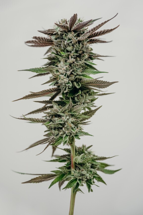 Timmy's OG Shark - 28g