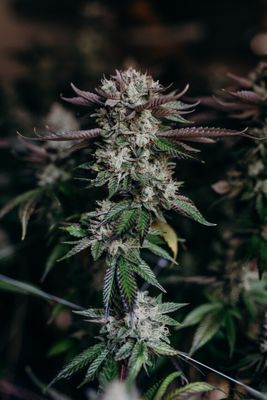 Salty Pink - 5g