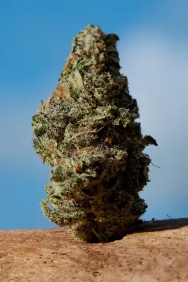 White Truffle - 5g