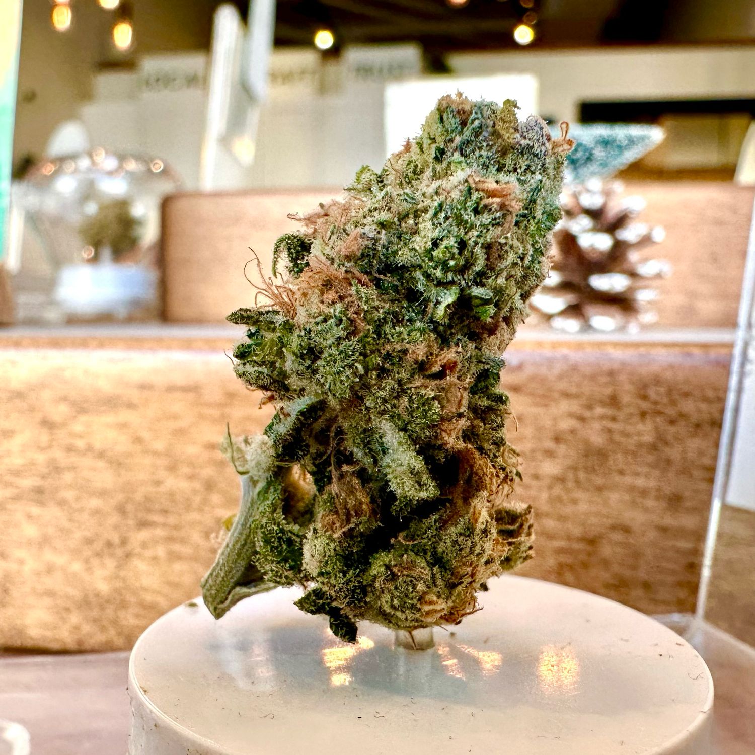 Alien Gorilla - 5g