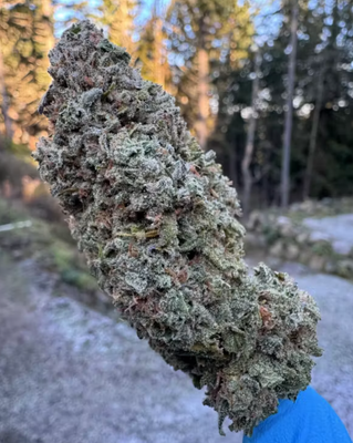 Island Zeus - 2g
