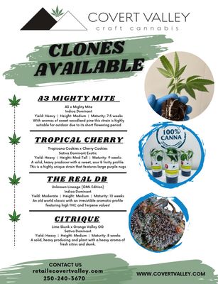 CLONES | PRE-ORDER | PAY HALF NOW CLONES | PRE-ORDER | PAY HALF NOW