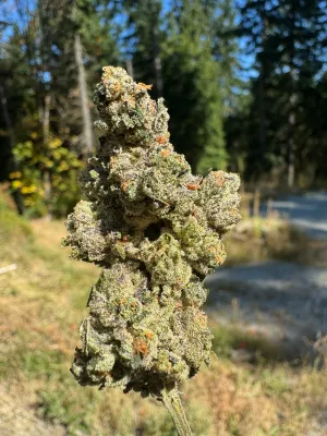 Hippie Pop - 5g