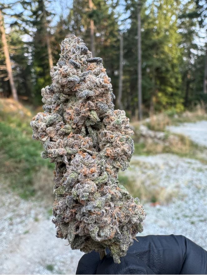 Bubblegum Kush Mints - 2g