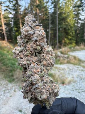 Bubblegum Kush Mints - 7g