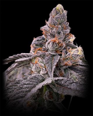 Kadillac Rainbow - 14g