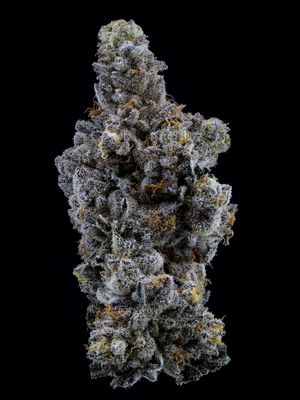 Limelight Petites - 3.5g