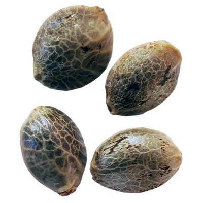 Coastal Fog Autoflower Feminized Seeds