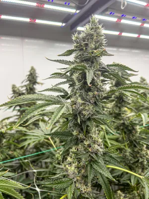 Mandarin Sunrise - 3.5g