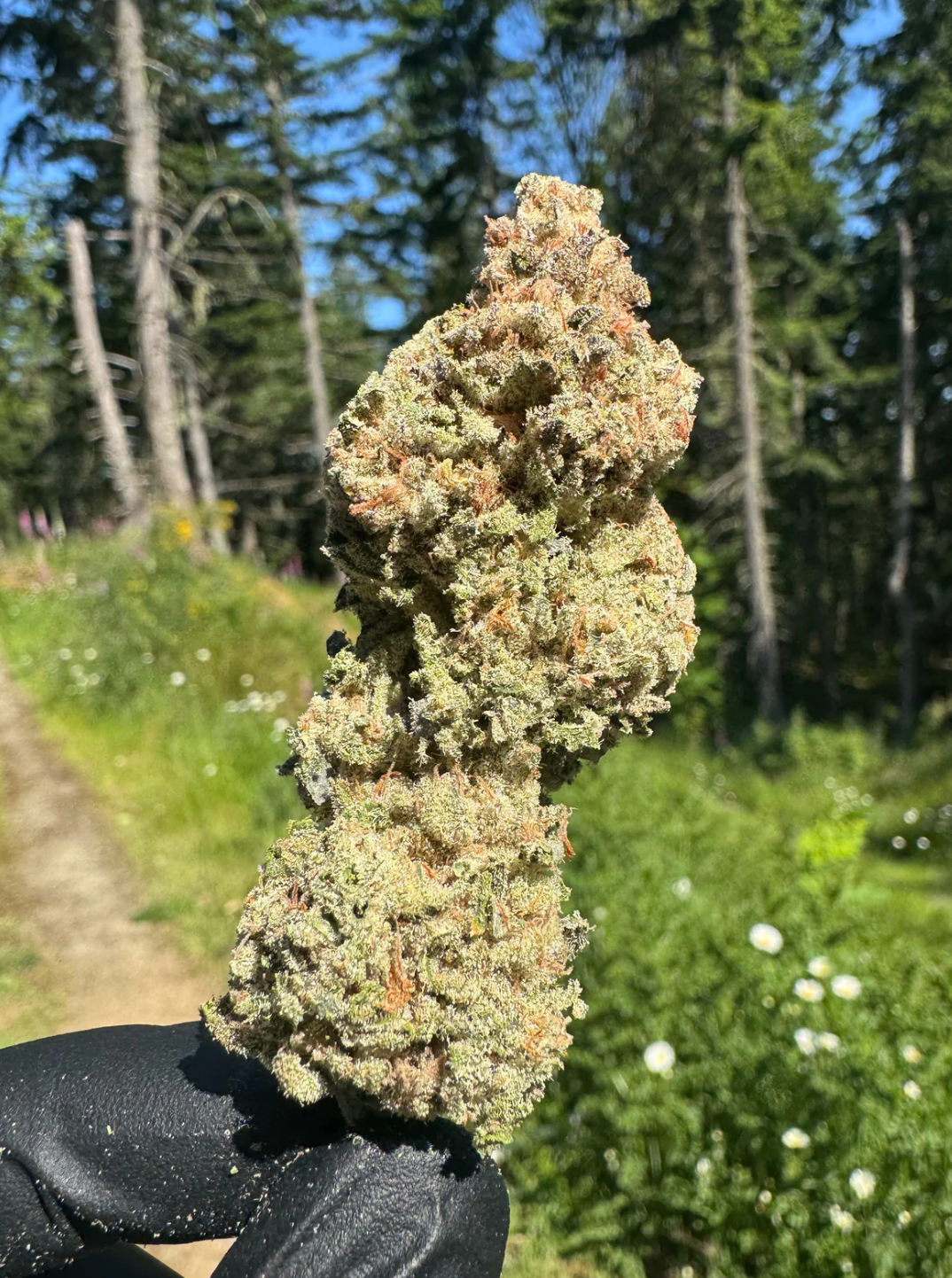 Mac Donut - 3.5g