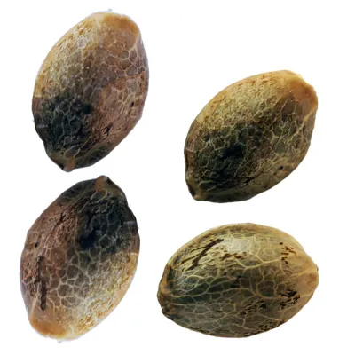 Purple Romulan Feminized Seeds - 4pk