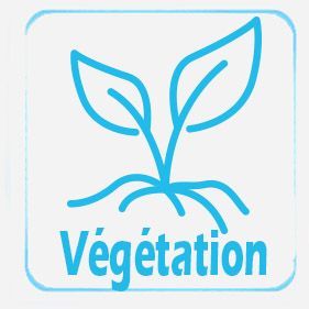 Végétations